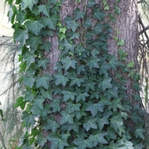 Hedera hibernica at Red Hill Nature Reserve - 3 Mar 2023