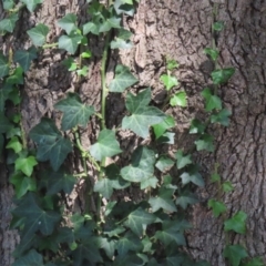 Hedera helix at Red Hill, ACT - 3 Mar 2023