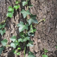 Hedera helix at Red Hill, ACT - 3 Mar 2023