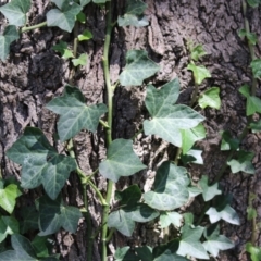 Hedera helix at Red Hill, ACT - 3 Mar 2023