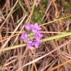 Mentha diemenica (Wild Mint, Slender Mint) at Hall, ACT - 4 Mar 2023 by strigo