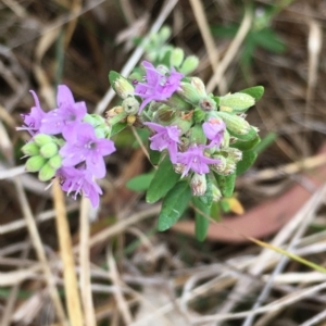 Mentha diemenica at Hall, ACT - 4 Mar 2023 10:55 AM