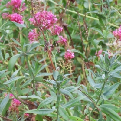 Centranthus ruber (Red Valerian, Kiss-me-quick, Jupiter's Beard) at Red Hill, ACT - 3 Mar 2023 by RodDeb