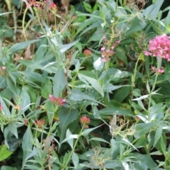 Centranthus ruber at Red Hill, ACT - 3 Mar 2023 11:56 AM