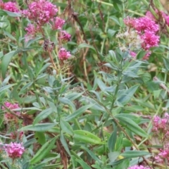 Centranthus ruber at Red Hill, ACT - 3 Mar 2023 11:56 AM