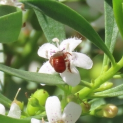 Exoneura sp. (genus) at Red Hill, ACT - 3 Mar 2023