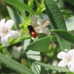 Exoneura sp. (genus) at Red Hill, ACT - 3 Mar 2023