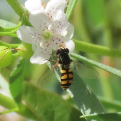 Simosyrphus grandicornis (Common hover fly) at Red Hill, ACT - 3 Mar 2023 by RodDeb