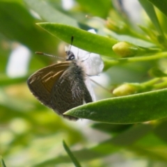 Nacaduba biocellata (Two-spotted Line-Blue) at Red Hill, ACT - 3 Mar 2023 by RodDeb