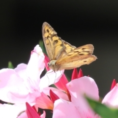 Heteronympha merope (Common Brown Butterfly) at Red Hill, ACT - 3 Mar 2023 by RodDeb