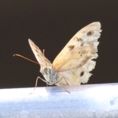 Heteronympha merope at Red Hill, ACT - 3 Mar 2023 12:43 PM