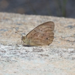 Heteronympha merope at Red Hill, ACT - 3 Mar 2023 12:43 PM