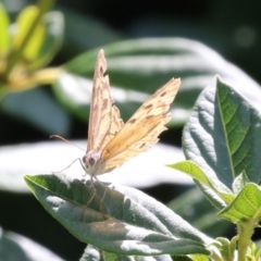 Heteronympha merope at Red Hill, ACT - 3 Mar 2023 12:43 PM