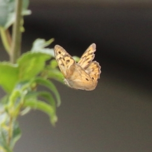 Heteronympha merope at Red Hill, ACT - 3 Mar 2023