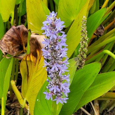 Pontederia cordata (Pickerel Weed) at Wamboin, NSW - 4 Mar 2023 by trevorpreston