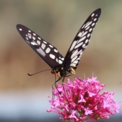 Papilio anactus at Red Hill, ACT - 3 Mar 2023