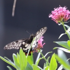 Papilio anactus at Red Hill, ACT - 3 Mar 2023