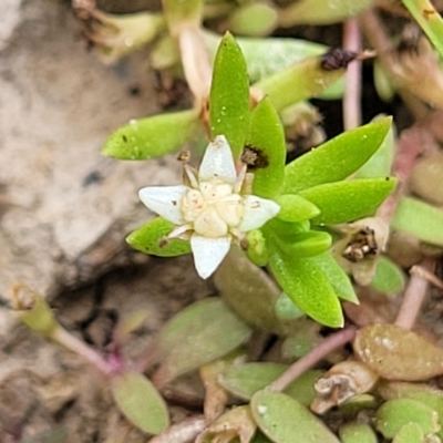 Crassula helmsii (Swamp Stonecrop) at Wamboin, NSW - 4 Mar 2023 by trevorpreston