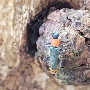 Chauliognathus tricolor at Wamboin, NSW - 4 Mar 2023