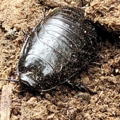 Panesthia australis (Common wood cockroach) at Wamboin, NSW - 4 Mar 2023 by trevorpreston