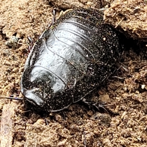 Panesthia australis at Wamboin, NSW - 4 Mar 2023 12:01 PM