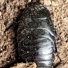 Panesthia australis at Wamboin, NSW - 4 Mar 2023 12:01 PM