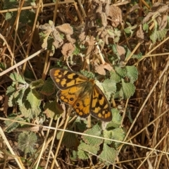 Heteronympha penelope (Shouldered Brown) at Mount Majura - 4 Mar 2023 by AniseStar