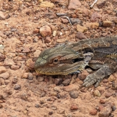 Pogona barbata (Eastern Bearded Dragon) at Mount Majura - 4 Mar 2023 by AniseStar