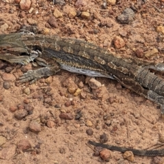 Pogona barbata at Watson, ACT - 4 Mar 2023