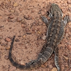 Pogona barbata at Watson, ACT - 4 Mar 2023