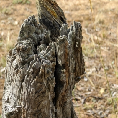 Pogona barbata (Eastern Bearded Dragon) at Hackett, ACT - 4 Mar 2023 by AniseStar