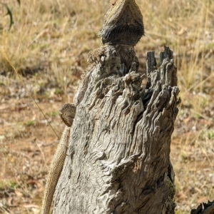 Pogona barbata at Hackett, ACT - suppressed