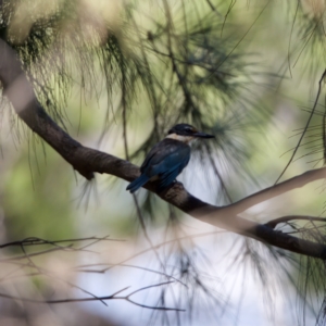 Todiramphus sanctus at Stromlo, ACT - 26 Feb 2023