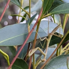 Mantidae (family) adult or nymph at Watson, ACT - 4 Mar 2023 by AniseStar