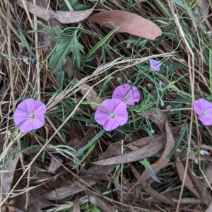 Convolvulus angustissimus subsp. angustissimus at Hackett, ACT - 4 Mar 2023