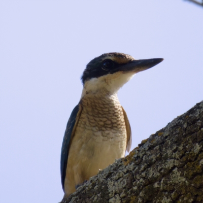 Todiramphus sanctus (Sacred Kingfisher) at Stony Creek - 26 Feb 2023 by KorinneM