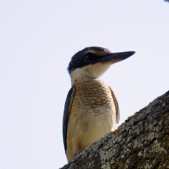 Todiramphus sanctus at Stromlo, ACT - 26 Feb 2023