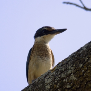 Todiramphus sanctus at Stromlo, ACT - 26 Feb 2023