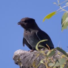 Eurystomus orientalis at Stromlo, ACT - 26 Feb 2023