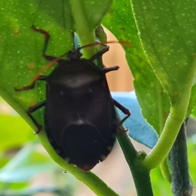 Musgraveia sulciventris (Bronze Orange Bug) at Narrabundah, ACT - 4 Mar 2023 by Mike