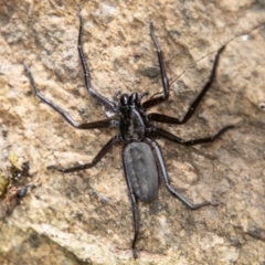 Trachycosmidae (family) (Flat spiders) at Tidbinbilla Nature Reserve - 3 Mar 2023 by SWishart