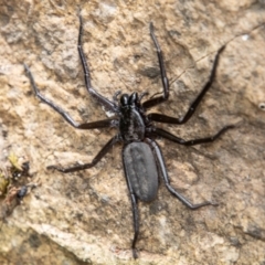 Trachycosmidae (family) (Flat spiders) at Paddys River, ACT - 3 Mar 2023 by SWishart