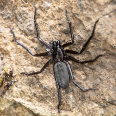 Trachycosmidae (family) (Flat spiders) at Tidbinbilla Nature Reserve - 3 Mar 2023 by SWishart