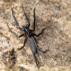 Trachycosmidae (family) at Paddys River, ACT - 3 Mar 2023