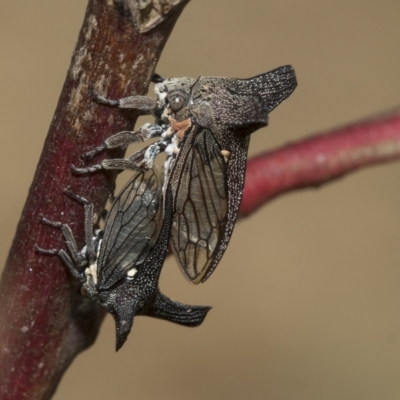 Ceraon vitta (Treehopper) at Kambah, ACT - 2 Mar 2023 by AlisonMilton