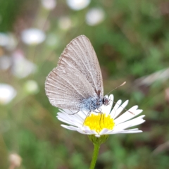 Zizina otis (Common Grass-Blue) at Kambah, ACT - 4 Mar 2023 by MatthewFrawley