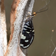 Porismus strigatus (Pied Lacewing) at Kambah, ACT - 3 Mar 2023 by AlisonMilton