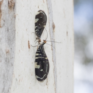 Porismus strigatus at Kambah, ACT - 3 Mar 2023 01:16 PM