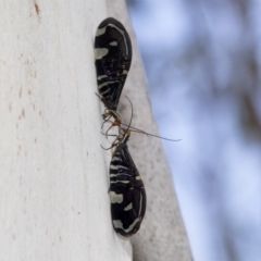 Porismus strigatus at Kambah, ACT - 3 Mar 2023 01:16 PM