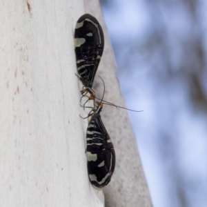 Porismus strigatus at Kambah, ACT - 3 Mar 2023 01:16 PM